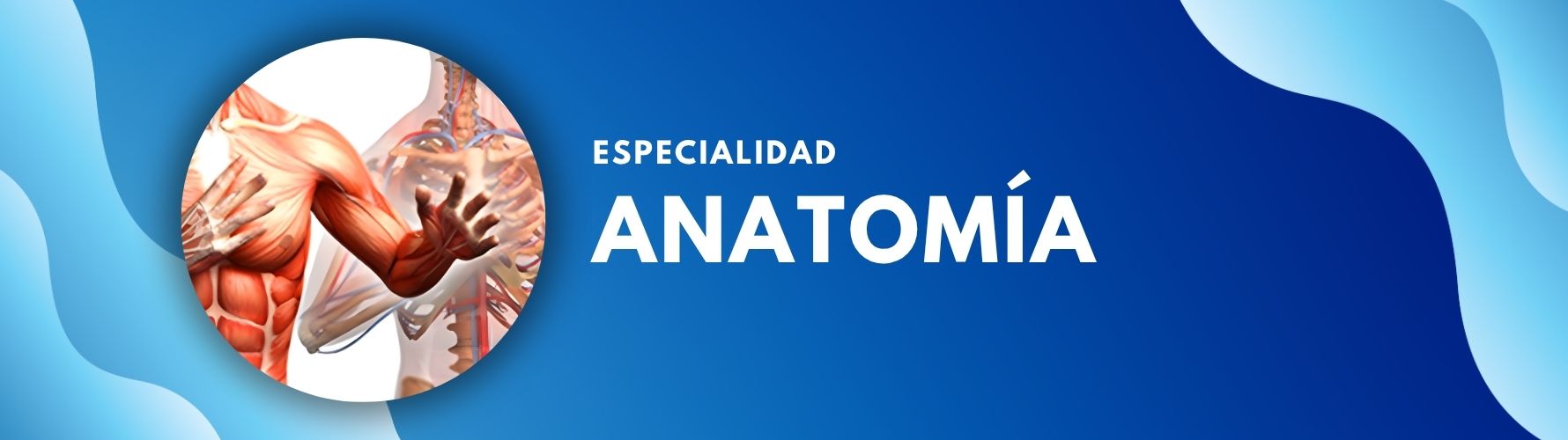 Anatomía